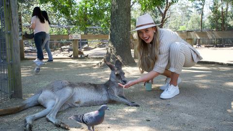 Charakterystyka wombatów, koali i kangurów. "Bliskie spotkanie z australijską naturą"